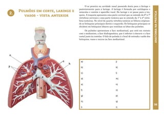 ANATOMIA
NA
PRÁTICA
56
Pulmões em corte, laringe e
vasos - vista anterior
a)
b)
c)
d)
e)
f)
g)
h)
i)
j)
k)
l)
m)
n)
o)
p)
q)
r)
2.
O ar penetra na cavidade nasal passando desta para a faringe e
posteriormente para a laringe. A laringe é formada por cartilagens e
músculos e contém o aparelho vocal. Da laringe o ar passa para a tra-
queia. A traqueia apresenta uma parte cervical que se estende da 6ª à 7ª
vértebras cervicais e uma parte torácica que se estende da 1ª à 4ª vérte-
bras torácicas. No nível da quarta vértebra torácica se bifurca originan-
do os brônquios principais direito e esquerdo. Os brônquios principais se
dividem em brônquios lobares que ventilam os lobos dos pulmões.
Os pulmões apresentam a face mediastinal, que está em contato
com o mediastino, a face diafragmática, que é inferior e côncava e a face
costal junto às costelas. O hilo do pulmão é o local de entrada e saída dos
brônquios, vasos e nervos na face mediastinal.
a
b
c
d e
f
g
h
i
j
l
m
n
o
p
q
r
2. PULMÕES EM CORTE, LARINGE E VASOS
VISTA ANTERIOR
k
 