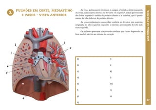 ANATOMIA
NA
PRÁTICA
57
As veias pulmonares retornam o sangue arterial ao átrio esquerdo.
As veias pulmonares direitas se dividem em superior, sendo proveniente
dos lobos superior e médio do pulmão direito e a inferior, que é prove-
niente do lobo inferior do pulmão direito.
As veias pulmonares esquerdas também se dividem em superior,
originada do lobo superior esquerdo e inferior, proveniente do lobo infe-
rior esquerdo.
Os pulmões possuem a impressão cardíaca que é uma depressão na
face medial, devido ao volume do coração.
Pulmões em corte, mediastino
e vasos - vista anterior
a)
b)
c)
d)
e)
f)
g)
h)
i)
j)
k)
l)
m)
n)
o)
3.
a
b c
d
e
g
f
h
i
k
j
l
m
n
o
3. PULMÕES EM CORTE, MEDIASTINO E
VASOS
VISTA ANTERIOR
 