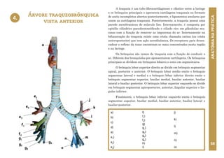ANATOMIA
NA
PRÁTICA
58
A traqueia é um tubo fibrocartilaginoso e elástico entre a laringe
e os brônquios principais e apresenta cartilagens traqueais no formato
de anéis incompletos abertos posteriormente, e ligamentos anulares que
unem as cartilagens traqueais. Posteriormente, a traqueia possui uma
parede membranácea de músculo liso. Internamente, é composta por
epitélio cilíndrico pseudoestratificado e ciliado rico em glândulas mu-
cosas com a função de remover as impurezas do ar. Internamente na
bifucarcação da traqueia existe uma crista chamada carina (ou crista
anteroposterior) que tem ação aerodinâmica. Os receptores para desen-
cadear o reflexo da tosse encontram-se mais concentrados nesta região
e na laringe.
Os brônquios são ramos da traqueia com a função de conduzir o
ar. Diferem dos bronquíolos por apresentarem cartilagens. Os brônquios
principais se dividem em brônquios lobares e estes em segmentares.
O brônquio lobar superior direito se divide em brônquio segmentar
apical, posterior e anterior. O brônquio lobar médio emite o brônquio
segmentar lateral e medial e o brônquio lobar inferior direito emite o
brônquio segmentar superior, basilar medial, basilar anterior, basilar
lateral e basilar posterior. O brônquio lobar superior esquerdo se divide
em brônquio segmentar apicoposterior, anterior, lingular superior e lin-
gular inferior.
Finalmente, o brônquio lobar inferior esquerdo emite o brônquio
segmentar superior, basilar medial, basilar anterior, basilar lateral e
basilar posterior.
Árvore traqueobrônquica
vista anterior
a)
b)
c)
d)
e)
e1
)
e2
)
e3
)
f)
f1
)
f2
)
g)
g1
)
g2
)
g3
)
g4
)
h)
i)
j)
k)
l)
m)
n)
o)
4.
a
b
c d
e
f
e1
e2
e3
f1
f2
g
g1
g2
g3
g4
h
i
j
k
l
m
n
o
4. ÁRVORE TRAQUEOBRÔNQUICA
VISTA ANTERIOR
 