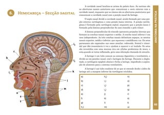 ANATOMIA
NA
PRÁTICA
60
A cavidade nasal localiza-se acima do palato duro. As narinas são
as aberturas nasais anteriores que comunicam o meio externo com a
cavidade nasal, enquanto que os cóanos são as aberturas posteriores que
comunicam a cavidade nasal com a porção nasal da faringe.
O septo nasal divide a cavidade nasal, sendo formado por uma por-
ção externa cartilagínea e uma porção óssea interna. A porção cartila-
gínea é formada pela cartilagem septal, enquanto que a porção óssea é
formada pela lâmina perpendicular do osso etmoide e pelo vômer.
A lâmina perpendicular do etmoide apresenta projeções laterais que
formam as conchas nasais superior e média. A concha nasal inferior é um
osso independente. As três conchas nasais delimitam espaços, os meatos
nasais superior, médio e inferior, que aquecem e umidificam o ar. Os seios
paranasais são expansões nos ossos maxilar, esfenoide, frontal e etmoi-
dal que dão ressonância à voz e ajudam a aquecer o ar inalado. Os seios
são revestidos com uma mucosa rica em células produtoras de muco, e
esta,quando se torna inflamada, gera uma alteração chamada de sinusite.
A faringe é um tubo comum ao sistema digestório e ventilatório, e
divide-se em porções nasal, oral e laríngea da faringe. Durante a deglu-
tição, a cartilagem epiglote abaixa e fecha a laringe, impedindo a aspira-
ção de alimento para o sistema ventilatório.
A laringe é um tubo condutor de ar que se estende desde o ádito da
laringe até a margem inferior da cartilagem cricóidea.
Hemicabeça – Secção sagital
6.
a)
b)
c)
d)
e)
f)
g)
h1
)
h2
)
i1
)
i2
)
i3
)
j)
k)
l)
m)
n)
o)
p)
q)
r)
s)
t)
u)
6. HEMICABEÇA- SECÇÃO SAGITAL
a
b
c
d
e
f g
i1
j
k
l
m
n
o
p
q
r
s
t u
i3
i2
h1
h2
 