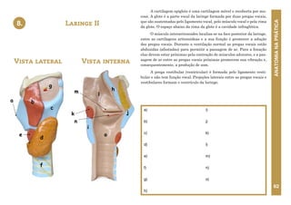 ANATOMIA
NA
PRÁTICA
62
A cartilagem epiglote é uma cartilagem móvel e recoberta por mu-
cosa. A glote é a parte vocal da laringe formada por duas pregas vocais,
que são sustentadas pelo ligamento vocal, pelo músculo vocal e pela rima
da glote. O espaço abaixo da rima da glote é a cavidade infraglótica.
O músculo interaritenoideo localiza-se na face posterior da laringe,
entre as cartilagens aritenoideas e a sua função é promover a adução
das pregas vocais. Durante a ventilação normal as pregas vocais estão
abduzidas (afastadas) para permitir a passagem de ar. Para a fonação
elas devem estar próximas pela contração de músculos adutores, e a pas-
sagem de ar entre as pregas vocais próximas promovem sua vibração e,
consequentemente, a produção de som.
A prega vestibular (ventricular) é formada pelo ligamento vesti-
bular e não tem função vocal. Projeções laterais entre as pregas vocais e
vestibulares formam o ventrículo da laringe.
Laringe II
8.
a)
b)
c)
d)
e)
f)
g)
h)
i)
j)
k)
l)
m)
n)
o)
Vista lateral Vista interna
a b
c
d
e
f
g
h
i
j
k
l
m
n
o
8. LARINGE II
Vista lateral Vista interna
 