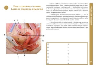ANATOMIA
NA
PRÁTICA
74
a)
b)
c)
d)
e)
f)
g)
h)
i)
j)
k)
l)
m)
n)
Pelve feminina – parede
Lateral esquerda removida
1.
Embora as diferenças anatômicas entre as pelves masculina e femi-
nina geralmente sejam claras, a pelve de qualquer pessoa pode ter carac-
terísticas do sexo oposto. A pelve ginecoide é o tipo feminino mais comum.
A abertura superior possui caracteristicamente um formato oval arredon-
dado e um diâmetro transversal largo. A pelve androide que é afunilada
oferece riscos para o parto vaginal.
A pelve é a parte do tronco inferoposterior ao abdome e é a área de
transição entre o tronco e os membros inferiores. Anatomicamente é o es-
paço ou compartimento circundado pelo cíngulo do membro inferior (pelve
óssea), parte do esqueleto apendicular do membro inferior.
A pelve é subdividida em maior e menor. A maior protege as vísceras
abdominais inferiores e a menor oferece a estrutura óssea. Externamente
é coberta ou superposta pela parede antero lateral do abdome anterior-
mente, pela região glútea do membro inferior postero lateralmente e pelo
períneo inferiormente.
1. PELVE FEMININA – PAREDE LATERAL
ESQUERDA REMOVIDA
k
f
j
h
e
g
i
l
a b c
d
m
n
 