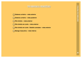ANATOMIA
NA
PRÁTICA
1. Sistema urinário – vista anterior
2. Sistema urinário – vista posterior
3. Rim direito – vista anterior
4. Rim direito em corte – vista anterior
5. Rim direito em corte - Detalhe camadas – vista anterior
6. Bexiga masculina – vista interna
VII SISTEMA URINÁRIO
80
 