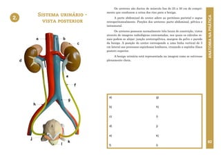 ANATOMIA
NA
PRÁTICA
82
Sistema urinário -
vista posterior
2.
Os ureteres são ductos de músculo liso de 25 a 30 cm de compri-
mento que conduzem a urina dos rins para a bexiga.
A parte abdominal do ureter adere ao peritôneo parietal e segue
retroperitonealmente. Porções dos ureteres: parte abdominal, pélvica e
intramural.
Os ureteres possuem normalmente três locais de constrição, vistos
através de imagens radiológicas contrastadas, nos quais os cálculos re-
nais podem se alojar: junção ureteropélvica, margem da pelve e parede
da bexiga. A posição do ureter corresponde a uma linha vertical de 5
cm lateral aos processos espinhosos lombares, cruzando a espínha ilíaca
postero superior.
A bexiga urinária está representada na imagem como se estivesse
plenamente cheia.
2. SISTEMA URINÁRIO – VISTA
POSTERIOR
a
c
b
e
f
h
g
l
j
k
i
d
a)
b)
c)
d)
e)
f)
g)
h)
i)
j)
k)
l)
 