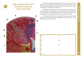 ANATOMIA
NA
PRÁTICA
85
O néfron é a unidade funcional do rim e cada um dos cerca de 1 mi-
lhão de néfrons é dividido em segmentos e estes estão associados a vasos
sanguíneos especializados. Os processos básicos que ocorrem no néfron
são a filtração, a reabsorção e a secreção.
Os elementos vasculares dos rins são a artéria renal, que se ramifi-
ca em arteríolas, a arteríola aferente, a arteríola eferente, o glomérulo, a
arteríola eferente, os capilares peritubulares, os vasos retos e as vênulas
que conduzem o sangue para fora do rim por meio da veia renal.
Os elementos tubulares são a cápsula de Bowman, que circunda o
glomérulo, o túbulo proximal, a alça de Henle, o túbulo distal, o ducto
coletor, a pelve renal e o ureter.
Rim direito em corte
detalhe camadas
vista anterior
a)
b)
c)
d)
e)
f)
g)
h)
i)
5.
b
a
e
c
h
g
d
f
i
5. RIM DIREITO EM CORTE – DETALHE
CAMADAS - VISTA ANTERIOR
 