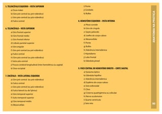 ANATOMIA
NA
PRÁTICA
90
5.TELENCÉFALO ESQUERDO –VISTA SUPERIOR
a) Dura-máter
b) Giro pré-central (ou pré-rolândico)
c) Giro pós-central (ou pós-rolândico)
d) Sulco central
6.TELENCÉFALO –VISTA SUPERIOR
a) Giro frontal superior
b) Giro frontal médio
c) Giro frontal inferior
d) Lóbulo parietal superior
e) Giro angular
f) Giro pré-central (ou pré-rolândico)
g) Sulco central
h) Giro pós-central (ou pós-rolândico)
i) Sulco pós-central
j) Fissura cerebral longitudinal (inter-hemisférica ou sagital)
k) Osso occipital
7. ENCÉFALO –VISTA LATERAL ESQUERDA
a) Giro pré-central (ou pré-rolândico)
b) Sulco central
c) Giro pós-central (ou pós-rolândico)
d) Sulco lateral (ou de Sylvius)
e) Giro temporal superior
f) Sulco temporal superior
g) Giro temporal médio
h) Mesencéfalo
i) Ponte
j) Cerebelo
k) Bulbo
8. HEMISFÉRIO ESQUERDO –VISTA INTERNA
a) Plexo coroide
b) Giro do cíngulo
c) Septo pelúcido
d) Joelho do corpo caloso
e) Mesencéfalo
f) Ponte
g) Bulbo
h) Aderência intertalâmica
i) Hipotálamo
j) Lobo frontal
k) Glândula pineal
9. FOCO CENTRAL DO HEMISFÉRIO DIREITO – CORTE SAGITAL
a) Quiasma óptico
b) Glândula hipófise
c) Aderência intertalâmica
d) Esplênio do corpo caloso
e) Seio esfenoidal
f) Clivo
g) Cisterna quadrigêmina ou colicular
h) Nervo oculomotor
i) Quarto ventrículo
j) Seio reto
 