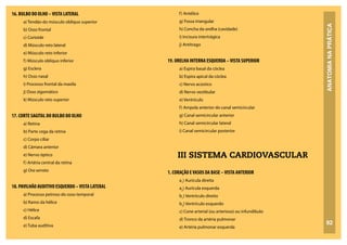 ANATOMIA
NA
PRÁTICA
92
16. BULBO DO OLHO –VISTA LATERAL
a) Tendão do músculo oblíquo superior
b) Osso frontal
c) Corioide
d) Músculo reto lateral
e) Músculo reto inferior
f) Músculo oblíquo inferior
g) Esclera
h) Osso nasal
i) Processo frontal da maxila
j) Osso zigomático
k) Músculo reto superior
17. CORTE SAGITAL DO BULBO DO OLHO
a) Retina
b) Parte cega da retina
c) Corpo ciliar
d) Câmara anterior
e) Nervo óptico
f) Artéria central da retina
g) Ora serrata
18. PAVILHÃO AUDITIVO ESQUERDO –VISTA LATERAL
a) Processo petroso do osso temporal
b) Ramo da hélice
c) Hélice
d) Escafa
e) Tuba auditiva
f) Antélice
g) Fossa triangular
h) Concha da orelha (cavidade)
i) Incisura intertrágica
j) Antitrago
19. ORELHA INTERNA ESQUERDA –VISTA SUPERIOR
a) Espira basal da cóclea
b) Espira apical da cóclea
c) Nervo acústico
d) Nervo vestibular
e) Ventrículo
f) Ampola anterior do canal semicircular
g) Canal semicircular anterior
h) Canal semicircular lateral
i) Canal semicircular posterior
III SISTEMA CARDIOVASCULAR
1. CORAÇÃO EVASOS DA BASE –VISTA ANTERIOR
a1
) Aurícula direita
a2
) Aurícula esquerda
b1
) Ventrículo direito
b2
) Ventrículo esquerdo
c) Cone arterial (ou arterioso) ou infundíbulo
d) Tronco da artéria pulmonar
e) Artéria pulmonar esquerda
 