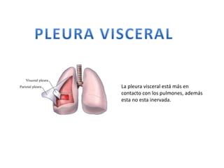 La pleura visceral está más en
contacto con los pulmones, además
esta no esta inervada.
 