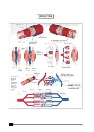 Anatomia quinto secundaria i | DOC