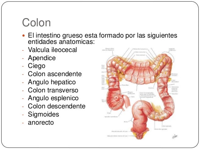Anatomia quirurgica de colon y apendice