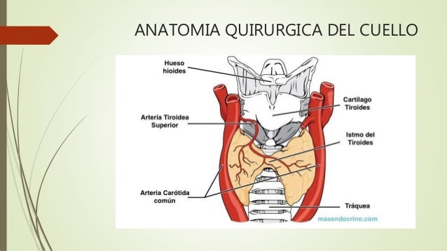 Resultado de imagen para anatomia quirurgica