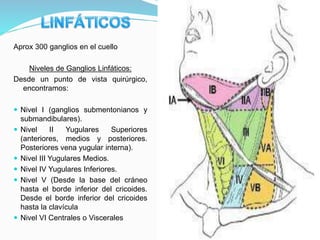 anatomia-quirurgica-del-cuello-pptx