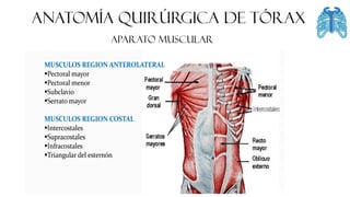 ANATOMÍA QUIRÚRGICA DE tórax
Aparato muscular
 
