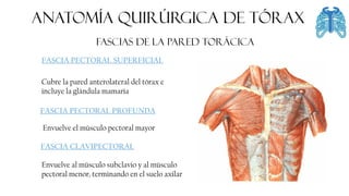 FASCIA
ANATOMÍA QUIRÚRGICA DE tórax
FASCIAS DE LA PARED TORÁCICA
FASCIA PECTORAL SUPERFICIAL
Envuelve al músculo subclavio y al músculo
pectoral menor, terminando en el suelo axilar
FASCIA PECTORAL PROFUNDA
FASCIA CLAVIPECTORAL
Cubre la pared anterolateral del tórax e
incluye la glándula mamaria
Envuelve el músculo pectoral mayor
 