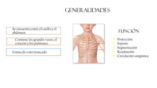 GENERALIDADES
Se encuentra entre el cuello y el
abdomen
Contiene los grandes vasos, el
corazón y los pulmones
Forma de cono truncado
➢ Protección
➢ Soporte
➢ Segmentación
➢ Respiración
➢ Circulación sanguínea
función
 