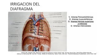 IRRIGACION DEL
DIAFRAGMA
 