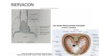 INERVACION
 