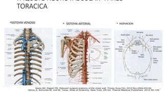 PAQUETE NEUROVASCULAR- PARED
TORACICA
•SISTEMA VENOSO • SISTEMA ARTERIAL ▪ INERVACION
 