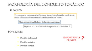 Morfología DEL CONDUCTO TORÁCICO
FUNCIÓN
Es transportar las grasas absorbidas en forma de triglicéridos y colesterol,
desde los linfáticos intestinales hasta la circulación venosa
Mantenimiento del balance de líquidos corporales
Regresar a la circulación ciertas proteínas y Linfocitos T
porciones
❖ Porción abdominal
❖ Porción torácica
❖ Porción cervical
IMPORTANCIA
CLÍNICA
?
 