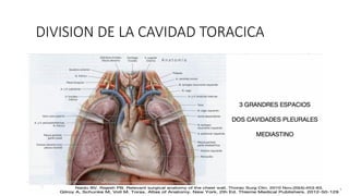 DIVISION DE LA CAVIDAD TORACICA
 