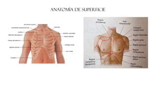 ANATOMÍA DE SUPERFICIE
 