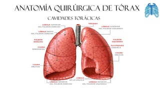 FASCIA
ANATOMÍA QUIRÚRGICA DE tórax
CAVIDADES TORÁCICAS
 