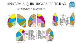 FASCIA
ANATOMÍA QUIRÚRGICA DE tórax
Segmentos pulmonares
 