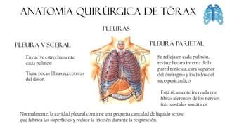 FASCIA
ANATOMÍA QUIRÚRGICA DE tórax
pleuras
Pleura visceral Pleura parietal
Envuelve estrechamente
cada pulmón
Se refleja en cada pulmón,
reviste la cara interna de la
pared torácica, cara superior
del diafragma y los lados del
saco pericárdico.
Normalmente, la cavidad pleural contiene una pequeña cantidad de líquido seroso
que lubrica las superficies y reduce la fricción durante la respiración.
Tiene pocas fibras receptoras
del dolor.
Está ricamente inervada con
fibras aferentes de los nervios
intercostales somáticos
 