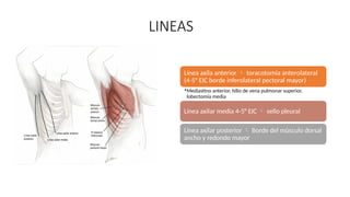 LINEAS
Línea axila anterior  toracotomía anterolateral
(4-5° EIC borde inferolateral pectoral mayor)
•Mediastino anterior, hilio de vena pulmonar superior,
lobectomía media
Línea axilar media 4-5° EIC  sello pleural
Línea axilar posterior  Borde del músculo dorsal
ancho y redondo mayor
 