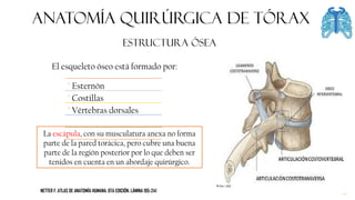 ANATOMÍA QUIRÚRGICA DE tórax
ESTRUCTURA ÓSEA
La escápula, con su musculatura anexa no forma
parte de la pared torácica, pero cubre una buena
parte de la región posterior por lo que deben ser
tenidos en cuenta en un abordaje quirúrgico.
El esqueleto óseo está formado por:
° Esternón
° Costillas
° Vértebras dorsales
NETTER F. ATLAS DE ANATOMÍA HUMANA. 6TA EDICIÓN. LÁMINA 195-241
 