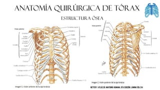 ANATOMÍA QUIRÚRGICA DE tórax
ESTRUCTURA ÓSEA
NETTER F. ATLAS DE ANATOMÍA HUMANA. 6TA EDICIÓN. LÁMINA 195-241
 