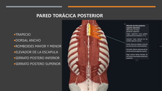 TRAPECIO
DORSAL ANCHO
ROMBOIDES MAYOR Y MENOR
ELEVADOR DE LA ESCAPULA
SERRATO POSTERO INFERIOR
SERRATO POSTERO SUPERIOR
PARED TORÁCICA POSTERIOR
 