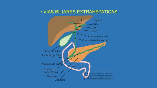ANATOMIA QUIRURGICA DE VÍAS BILIARES INTRAHEPATICAS Y EXTRAHEPATICAS.pptx
