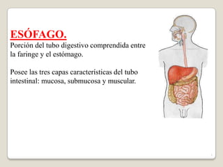 ESÓFAGO.
Porción del tubo digestivo comprendida entre
la faringe y el estómago.
Posee las tres capas características del tubo
intestinal: mucosa, submucosa y muscular.
1
 
