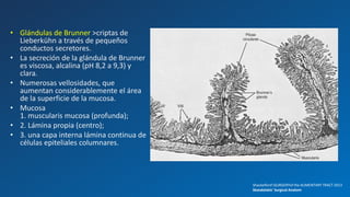 Anatomia quirurgica intestino delgado | PPTX