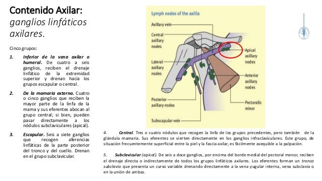 GANGLIOS LINFATICOS AXILARES EPUB GANGLIOS LINFATICOS AXILARES EPUB
