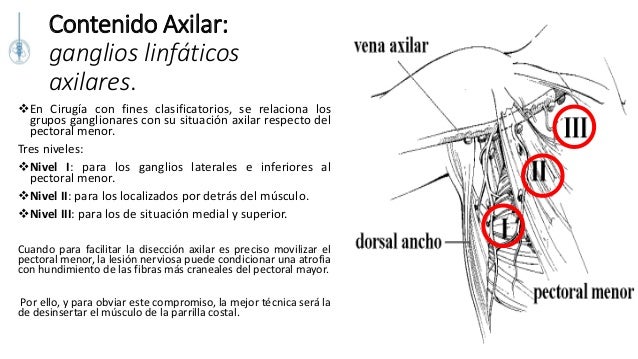 cadenas ganglionares mama anatomia quirurgica y topografica de la mama cadenas ganglionares mama anatomia quirurgica y topografica de la mama