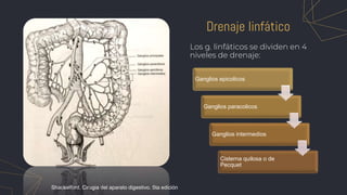 Ganglios epicolicos
Ganglios paracolicos
Ganglios intermedios
Cisterna quilosa o de
Pecquet
Drenaje linfático
Los g. linfáticos se dividen en 4
niveles de drenaje:
Shackelford, Cirugia del aparato digestivo. 5ta edición
 