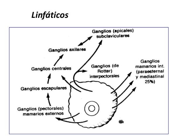 cadenas ganglionares mama anatomia qx de la mama cadenas ganglionares mama anatomia qx de la mama