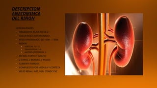 Comprehensive Surgical Anatomy of the Kidney for Urology Residents | PPTX