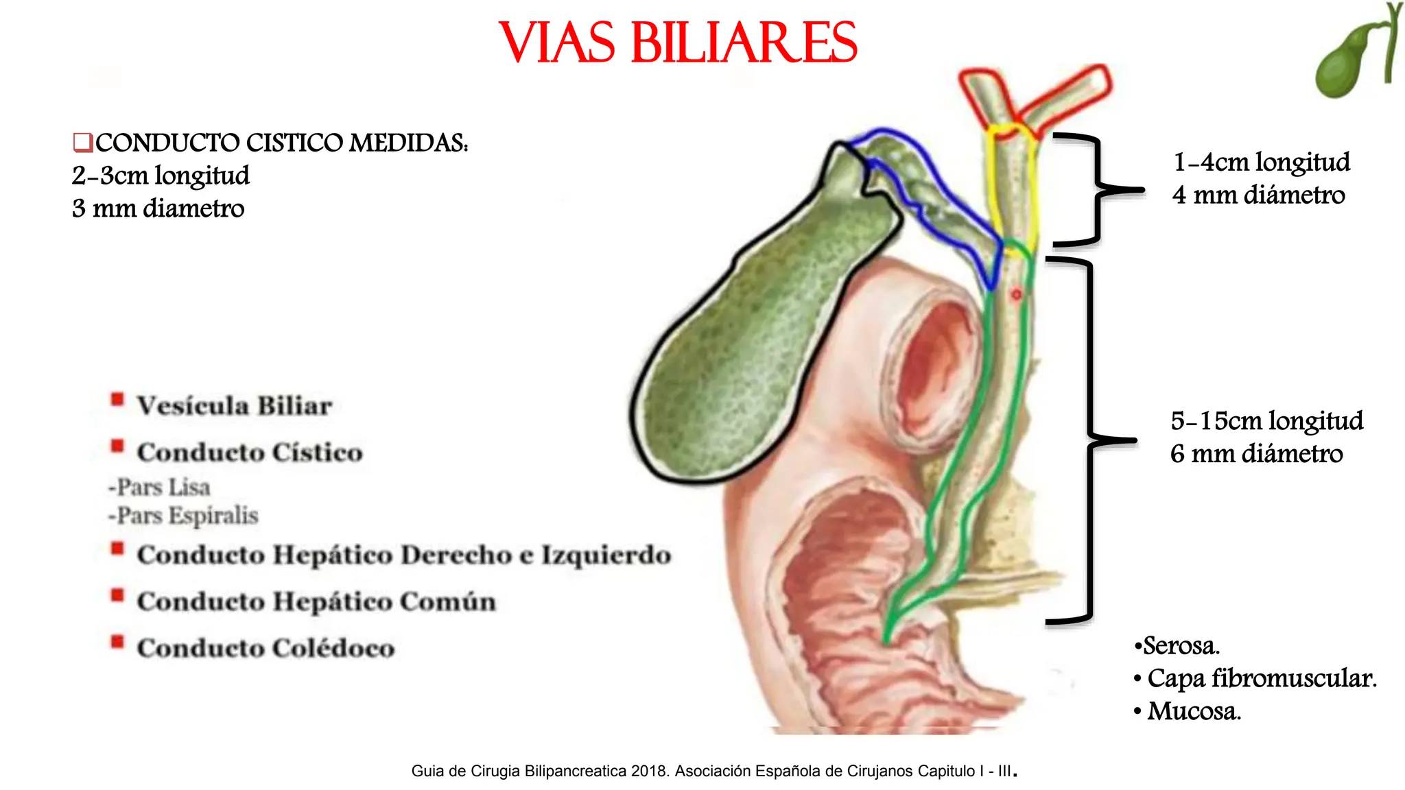 ANATOMIA VESICULA BILIAR y VÍAS BILIARES.pptx