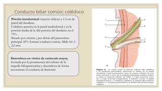Anatomía Quirurgica de la via biliar.pptx