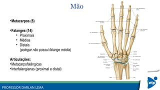Falanges Netter ANATOMIA RADIOLÓGICA (MEMBROS SUPERIORES) | PPTX