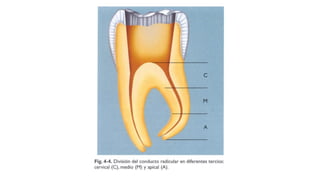 Anatomia_Radicular[1].pdf . | PDF