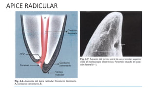 Anatomia_Radicular[1].pdf . | PDF