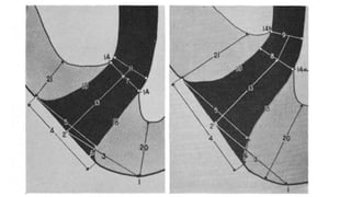 Anatomia_Radicular[1].pdf . | PDF