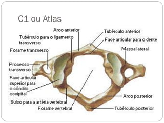 C1 ou Atlas  