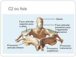 C2 ou Axis  