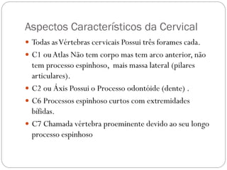 Aspectos Característicos da Cervical 
Todas as Vértebras cervicais Possui três forames cada. 
C1 ou Atlas Não tem corpo mas tem arco anterior, não tem processo espinhoso, mais massa lateral (pilares articulares). 
C2 ou Áxis Possui o Processo odontóide (dente) . 
C6 Processos espinhoso curtos com extremidades bífidas. 
C7 Chamada vértebra proeminente devido ao seu longo processo espinhoso  