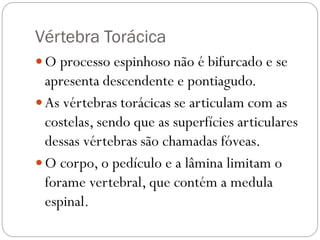 Vértebra Torácica 
O processo espinhoso não é bifurcado e se apresenta descendente e pontiagudo. 
As vértebras torácicas se articulam com as costelas, sendo que as superfícies articulares dessas vértebras são chamadas fóveas. 
O corpo, o pedículo e a lâmina limitam o forame vertebral, que contém a medula espinal.  